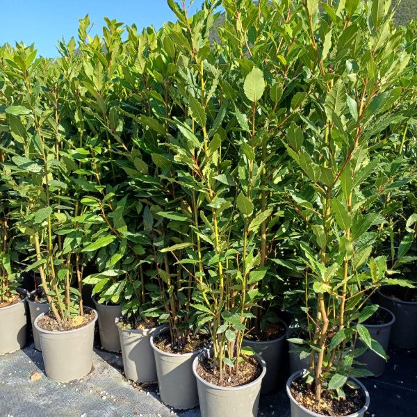 Laurus Nobilis - Alloro Vaso 50 cm