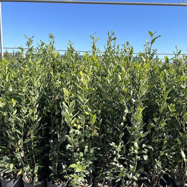 Laurus Nobilis – Alloro Vaso 30 cm