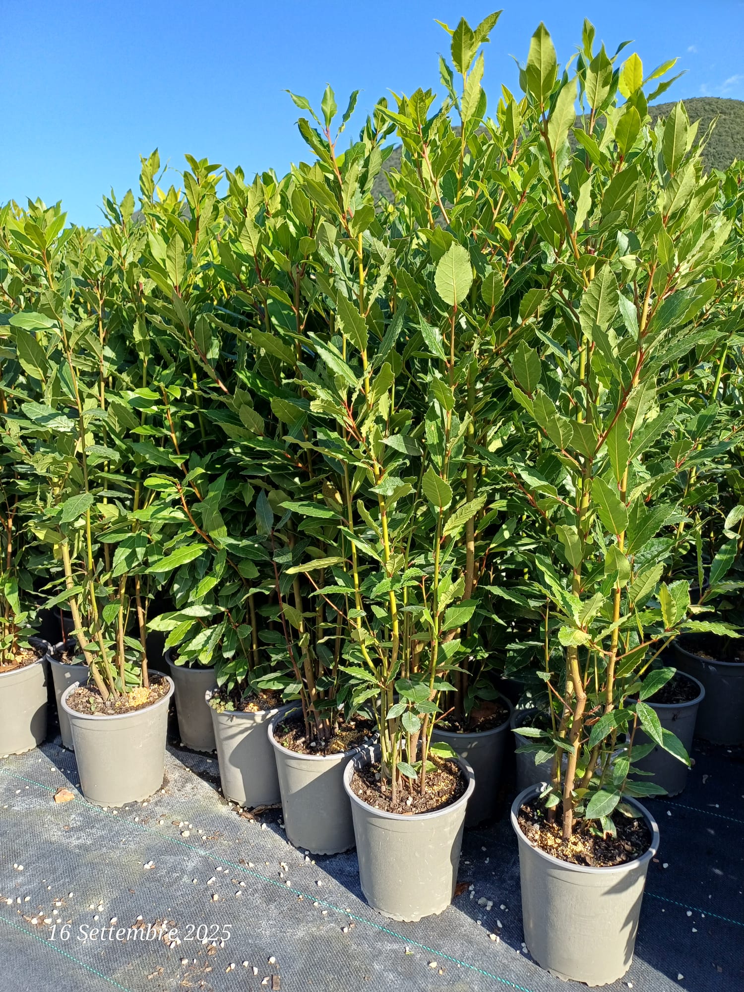 LAURO NOBILIS Laurus Nobilis - Alloro Vaso 50 cm - immagine 1