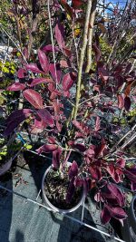 Lagerstremia Indica Muskogee Rosa - Lillà delle Indie Vaso 19 cm