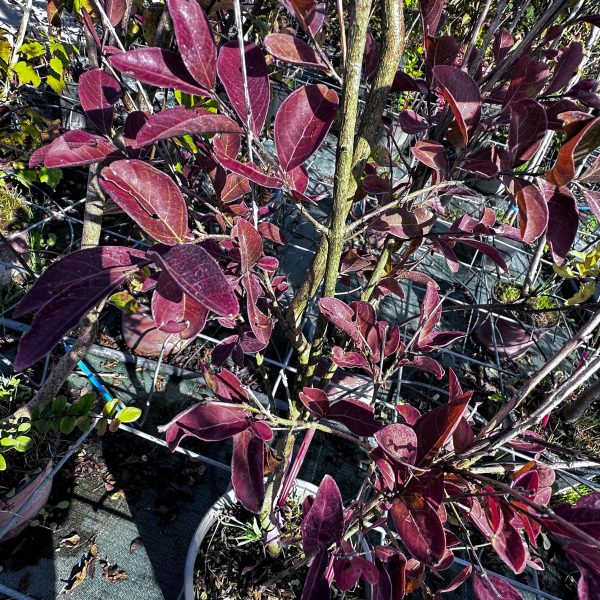 Lagerstremia Indica Muskogee Rosa - Lillà delle Indie Vaso 19 cm