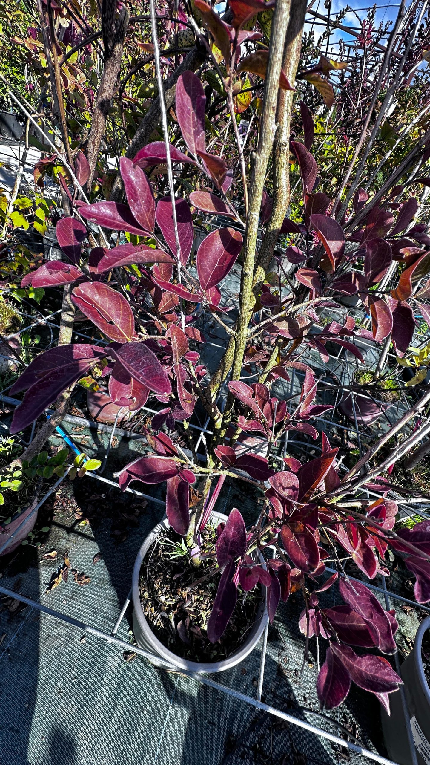 Lagerstremia Indica Muskogee Rosa - Lillà delle Indie 1 Lagerstremia Indica Muskogee Rosa - Lillà delle Indie Vaso 19 cm - immagine 1