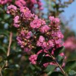 Lagerstremia Indica Muskogee Rosa - Lillà delle Indie Vaso 19 cm - immagine 2