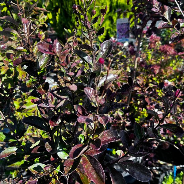 Lagerstroemia Indica Vaso 24 cm