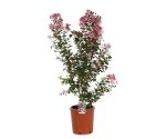 Lagerstroemia Indica Vaso 24 cm - immagine 2