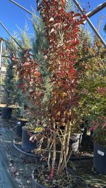 Lagerstroemia Indica Vaso 28 cm 150H - immagine 2