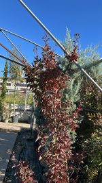Lagerstroemia Indica Vaso 28 cm 150H