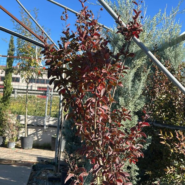 Lagerstroemia Indica Vaso 28 cm 150H