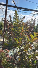 Lagerstroemia Indica a Cespuglio Vaso 19 cm