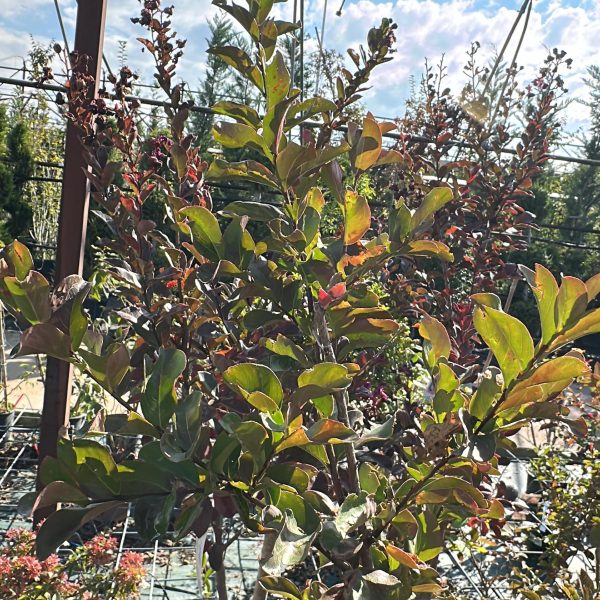 Lagerstroemia Indica a Cespuglio Vaso 19 cm