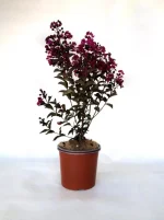 Lagerstroemia Indica a Cespuglio Vaso 19 cm - immagine 2