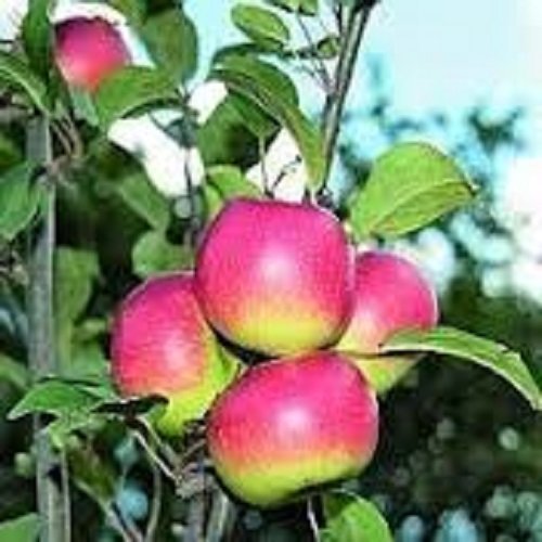 Pianta da Frutto Melo Piana Rosa Vaso 24 cm