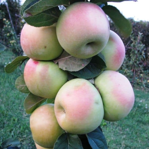 Pianta da Frutto Melo Zitello Vaso 24 cm