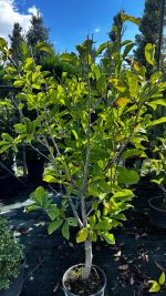Magnolia Stellata Vaso 24 cm
