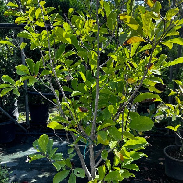 Magnolia Stellata Vaso 24 cm