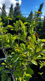 Magnolia Stellata Vaso 24 cm - immagine 2