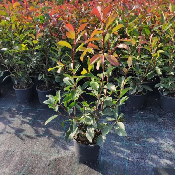 Photinia Fraseri Red Robin - Fotinia Vaso 18 cm