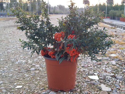 Pyracantha Mohave – Piracanta Vaso 14 cm