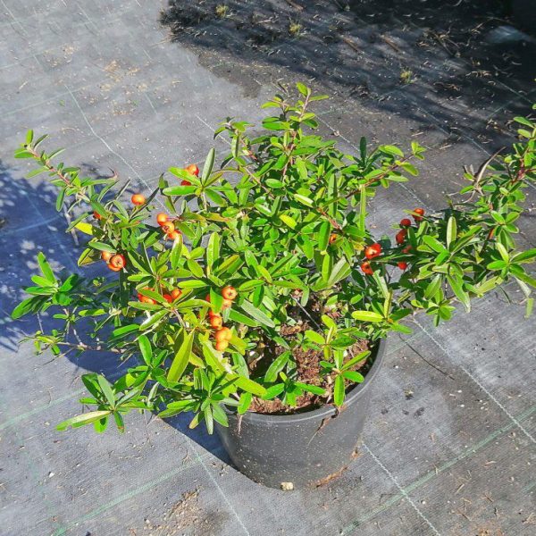 Pyracantha Orange Glow - Piracanta Arancione Vaso 18 cm