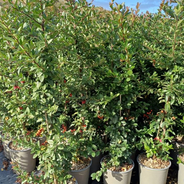 Pyracantha Coccinea - Agazzino Vaso 18 cm
