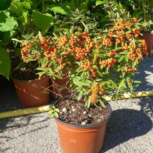 Pyracanyha in Varietà - Piracanta Vaso 15 cm