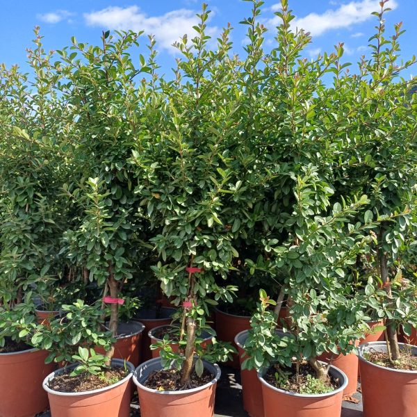 Pyracantha - Piracanta Vaso 20 cm