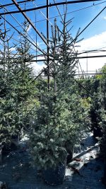 Picea Abies Excelsa  - Albero di Natale Vaso 33 cm 150/200 H