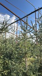 Picea Abies Excelsa  - Albero di Natale Vaso 33 cm 150/200 H - immagine 2