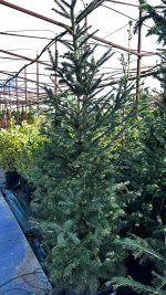 Picea Abies Excelsa – Albero di Natale Vaso 33 cm 100/150H