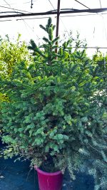 Picea Abies Excelsa – Albero di Natale Vaso 33 cm 200/250H