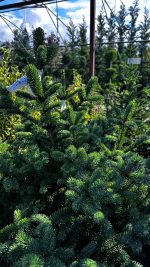 Picea Abies Excelsa – Albero di Natale Vaso 33 cm 200/250H - immagine 2