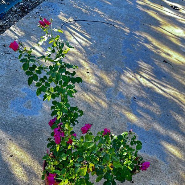 Rosa Pink Forest Vaso 16 cm
