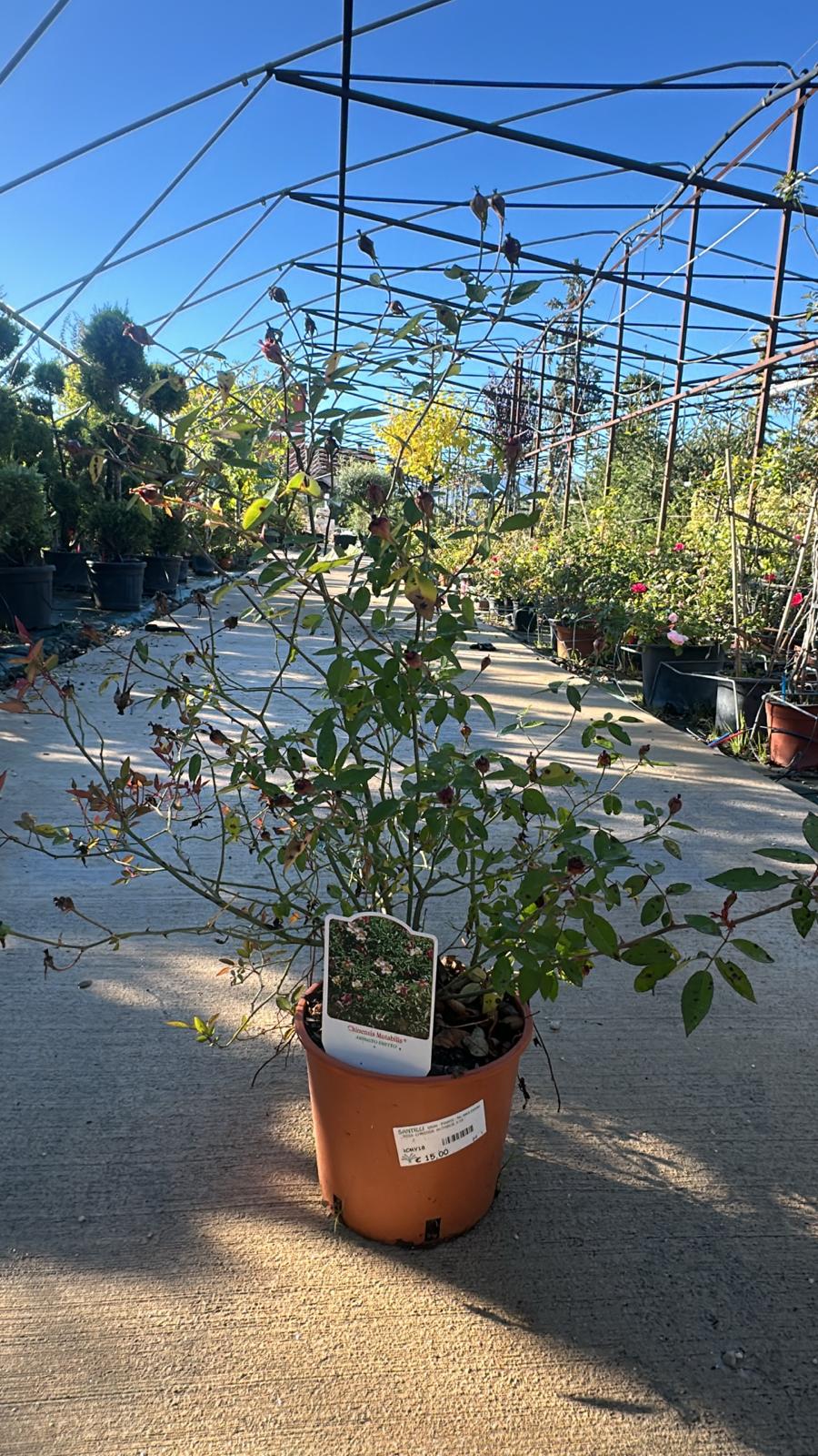 Rosa Chinensis Mutabilis 1 Rosa Chinensis Mutabilis - Rosa delle Farfalle Vaso 18 cm - immagine 1
