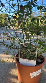 Rosa Chinensis Mutabilis - Rosa delle Farfalle Vaso 18 cm - immagine 2