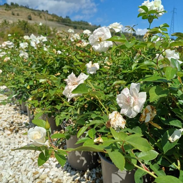 Rosa Innocenia - Rosa Paesaggistica Vaso 16 cm