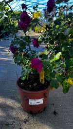 Rosa Pink Forest Vaso 16 cm - immagine 3