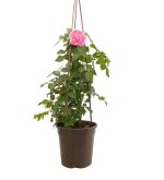 Rosa Piramide 3 Canne Vaso 25 cm