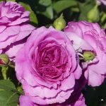 Rosa Piramide 3 Canne Vaso 25 cm - immagine 2