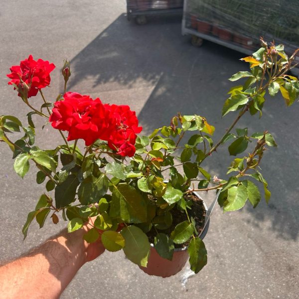 Rosa Paesaggistica - La Sevillana Vaso 18 cm