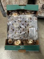 Substrato Shiitake – Pronto all’uso per la coltivazione di Funghi Lentinula Edodes