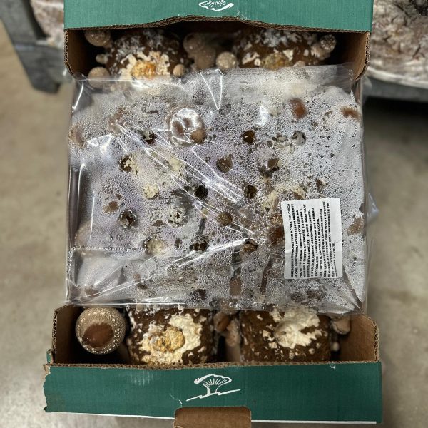 Substrato Shiitake – Pronto all’uso per la coltivazione di Funghi Lentinula Edodes