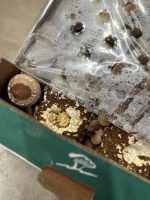 Substrato Shiitake – Pronto all’uso per la coltivazione di Funghi Lentinula Edodes - immagine 2