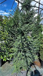 Taxus Baccata Cono - Tasso Vaso 33 cm 150/200H