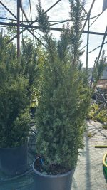 Taxus Media Hillii - Tasso Vaso 30 H100
