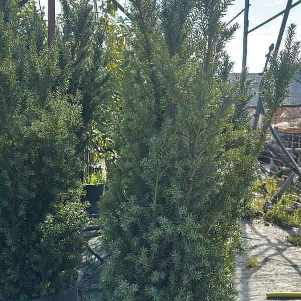Taxus Media Hillii - Tasso Vaso 30 H100