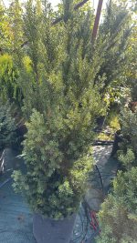 Taxus Media Hillii - Tasso Vaso 30 H100 - immagine 2
