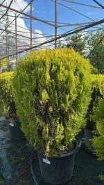 Thuja Compacta Aurea Nana Palla - Tuia Orientale Vaso 33 cm