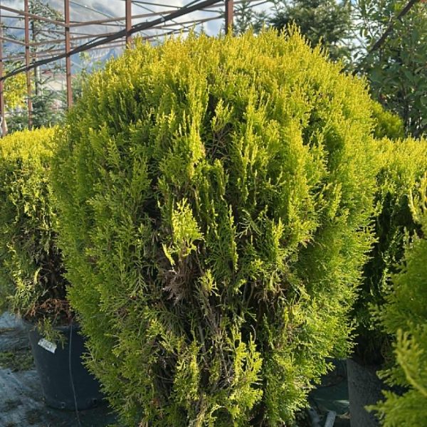 Thuja Compacta Aurea Nana Palla - Tuia Orientale Vaso 33 cm
