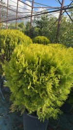 Thuja Compacta Aurea Nana Palla - Tuia Orientale Vaso 33 cm - immagine 2