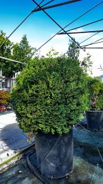 Thuja Occidentalis Palla Tiny Tim - Tuia Occidentale Vaso 33